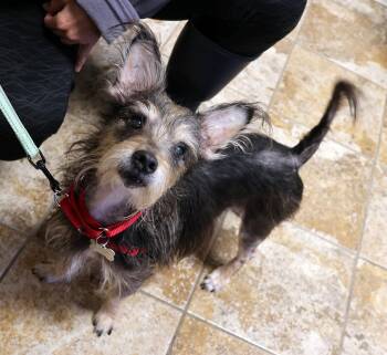 Jack -  Yorkshire Terrier and Miniature Schnauzer Dog for Adoption in Harrison, New York - Jack | PetCurious