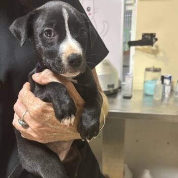 Selena -  Labrador Retriever and Mixed Breed Dog for Adoption in Washington, Pennsylvania - Selena | PetCurious