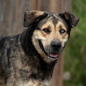 Rescue Mixed Breed Dogs for Adoption in Henderson, Kentucky - Thelma | PetCurious