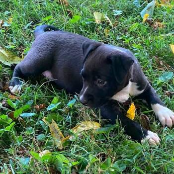 Olive -  Boxer and Terrier Dog for Adoption in West Olive, Michigan - Olive | PetCurious