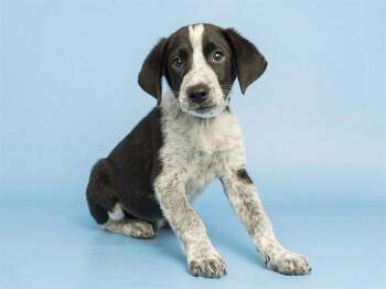 ROBBIE -  Border Collie and Mixed Breed Dog for Adoption in Phoenix, Arizona - ROBBIE | PetCurious