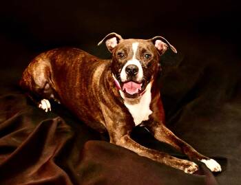 DOLLY -  Mixed Breed Dog for Adoption - DOLLY | PetCurious