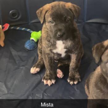 Akita and American Staffordshire Terrier Dogs Available for Adoption - Mista | PetCurious