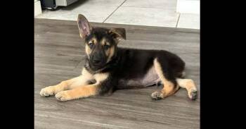 Three Guys: Apollo -  Mixed Breed Dog for Adoption in Dallas, Texas - Three Guys: Apollo | PetCurious