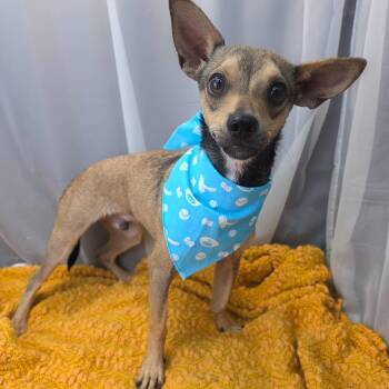 Bacon -  Chihuahua Dog for Adoption in Foley, Alabama - Bacon | PetCurious