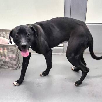 Rose -  Labrador Retriever Dog for Adoption in Des Moines, Iowa - Rose | PetCurious