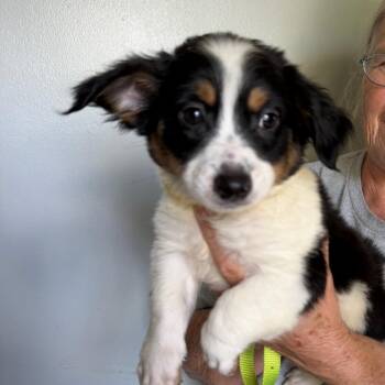 Male 1 -  Rat Terrier and Chihuahua Dog for Adoption in Hohenwald, Tennessee - Male 1 | PetCurious