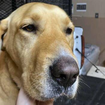 Mixed Breed Dogs Available for Adoption in Gadsden, Alabama - Kai | PetCurious