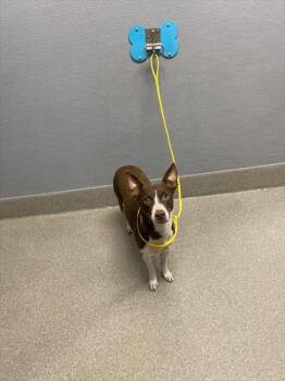 TINKERBELL -  Terrier Dog for Adoption in Las Vegas, Nevada - TINKERBELL | PetCurious