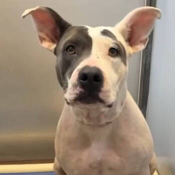 Rescue American Staffordshire Terrier Dogs for Adoption in Pittsburgh, Pennsylvania - Darla | PetCurious