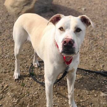 Yellow Labrador Retriever Dogs Available for Adoption in Fruit Heights, Utah - Frost | PetCurious