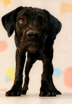 Cane Corso Dogs Available for Adoption in Cottonwood, Arizona - Teensy | PetCurious
