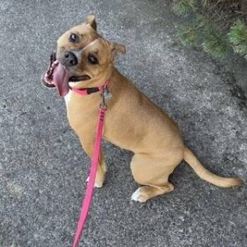 Popcorn -  Boxer and American Bully Dog for Adoption in Houston, Texas - Popcorn | PetCurious