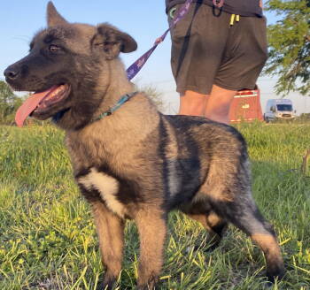 Rescue Akita and Anatolian Shepherd Dogs for Adoption in Pottstown, Pennsylvania - Gemma | PetCurious