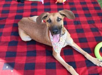 Eileen -  Mixed Breed Dog for Adoption in Athens, Georgia - Eileen | PetCurious