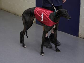 Kelsos Crusader -  Greyhound Dog for Adoption in Allentown, Pennsylvania - Kelsos Crusader | PetCurious