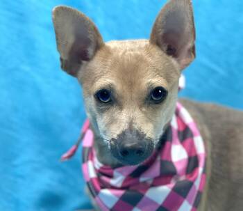 Rescue Chihuahua and Rat Terrier Dogs for Adoption in Hondo, Texas - Sally | PetCurious