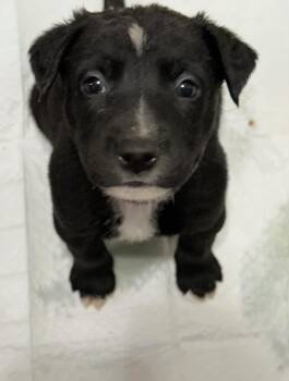 Auntie Em (The Munchkin Litter) -  Dutch Shepherd and Labrador Retriever Dog for Adoption in Tucson, Arizona - Auntie Em (The Munchkin Litter) | PetCurious