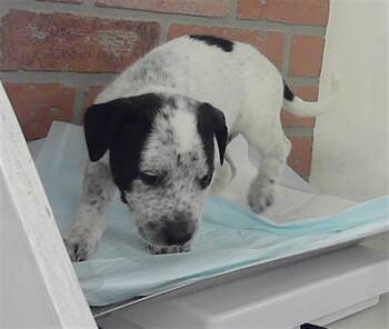 American Staffordshire Terrier and Mixed Breed Dogs Available for Adoption in Houston, Texas - A2070113 | PetCurious