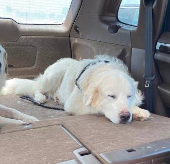 Duke -  Great Pyrenees Dog for Adoption in Garland, Texas - Duke | PetCurious