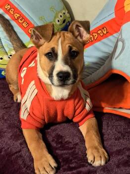 Terrier and Pit Bull Terrier Dogs Available for Adoption - Alana | PetCurious