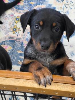PollyP -  Cattle Dog Dog Available for Adoption in Las Vegas, Nevada - PollyP | PetCurious