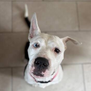 Dolly Parton -  American Staffordshire Terrier and Mixed Breed Dog for Adoption in San Pablo, California - Dolly Parton | PetCurious