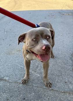 Rescue Pit Bull Terrier and Mixed Breed Dogs for Adoption in Fort Worth, Texas - 59798106 | PetCurious