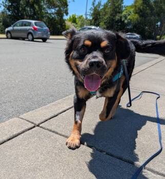 Sun Bear -  Australian Shepherd and Rottweiler Dog for Adoption in Santa Rosa, California - Sun Bear | PetCurious