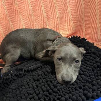 A611234 -  Pit Bull Terrier Dog for Adoption in Modesto, California - A611234 | PetCurious