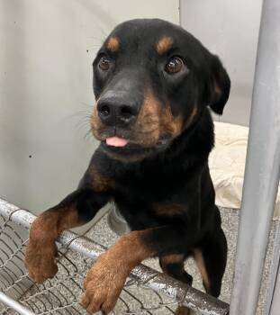 Bonnie -  Rottweiler Dog for Adoption in Parma, Ohio - Bonnie | PetCurious