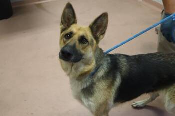 KATHERINE -  Mixed Breed Dog for Adoption in Columbia, South Carolina - KATHERINE | PetCurious