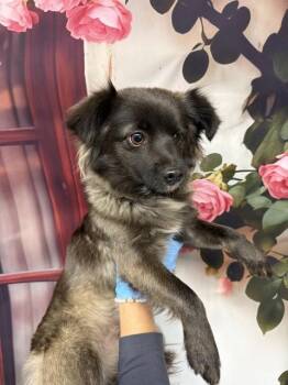 Chihuahua and Mixed Breed Dogs Available for Adoption in San Bernardino, California - BABS | PetCurious