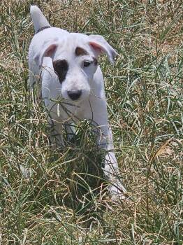 Emmy -  Jack Russell Terrier Dog for Adoption in Weatherford, Texas - Emmy | PetCurious