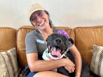 Pit Bull Terrier Dogs Available for Adoption - Cora Bean | PetCurious