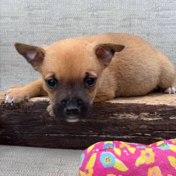 Chihuahua Dogs Available for Adoption in Minneapolis, Minnesota - Ireland | PetCurious
