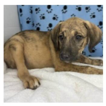Bear -  Labrador Retriever and Black Mouth Cur Dog for Adoption in Clearwater, Florida - Bear | PetCurious