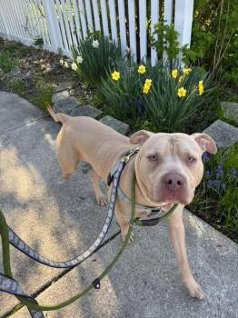 American Bully Dogs Available for Adoption in Blue Island, Illinois - Cheese | PetCurious
