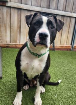 Rescue Pit Bull Terrier and Mixed Breed Dogs for Adoption in Eugene, Oregon - Butternut | PetCurious