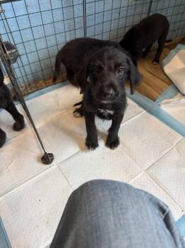 Mixed Nuts (puppy litter) -  Labrador Retriever and Wire Fox Terrier Dog for Adoption in Redlands, California - Mixed Nuts (puppy Litter) | PetCurious