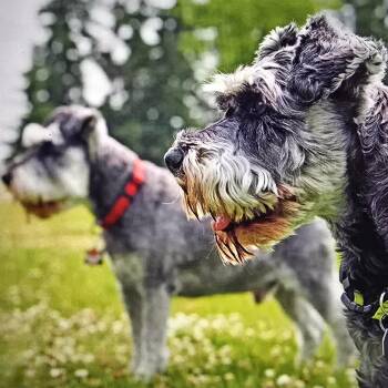 Miniature Schnauzer Dogs Available for Adoption - Snickers | PetCurious