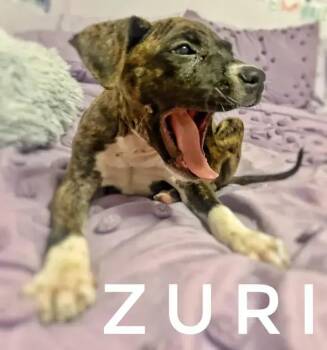 Zuri -  Mixed Breed Dog for Adoption in Wyoming, Michigan - Zuri | PetCurious