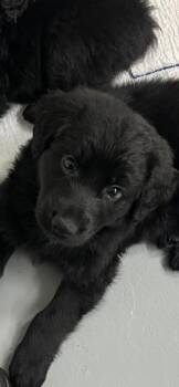 Labrador Retriever and Poodle Dogs Available for Adoption in Newaygo, Michigan - GABE | PetCurious