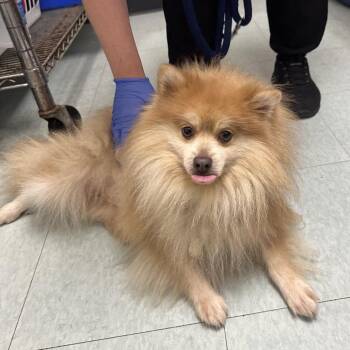 Pombi -  Mixed Breed Dog for Adoption in Philadelphia, Pennsylvania - Pombi | PetCurious
