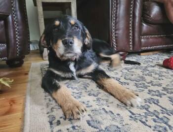 Beauceron Dogs Available for Adoption in Hilham, Tennessee - Heidi | PetCurious