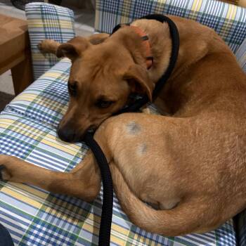 Scooby -  Black Mouth Cur and Mixed Breed Dog for Adoption in West Palm Beach, Florida - Scooby | PetCurious