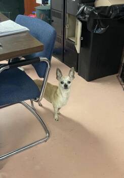 Juniper -  Chihuahua Dog for Adoption in Vaudreuil-dorion, Quebec - Juniper | PetCurious