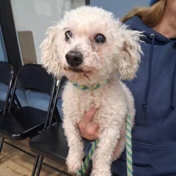 Poodle Dogs Available for Adoption - Cotton | PetCurious