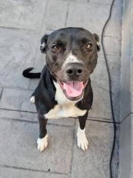 Pastrami -  Mixed Breed Dog for Adoption in Nashville, Tennessee - Pastrami | PetCurious