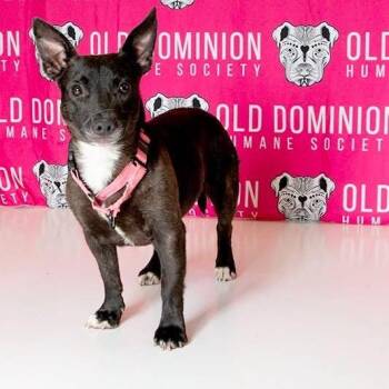 Scrappy -  Mixed Breed Dog for Adoption in Fredericksburg, Virginia - Scrappy | PetCurious